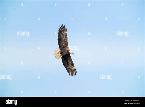 Bald Eagle soaring with its wings spread out - Susqehanna River