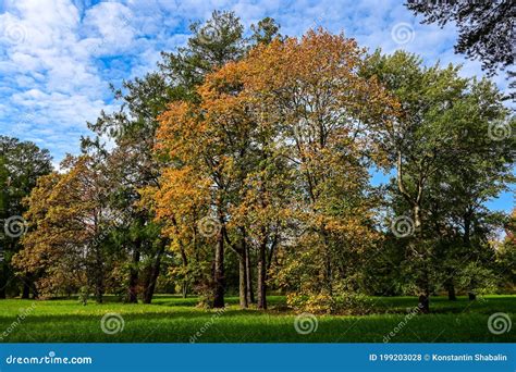 Majestic Particolored Forest With Sunny Beams Natural Park Dramatic