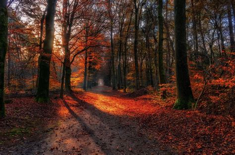 Landscape Nature Path Fall Forest Red Leaves Sunlight Dirt Road