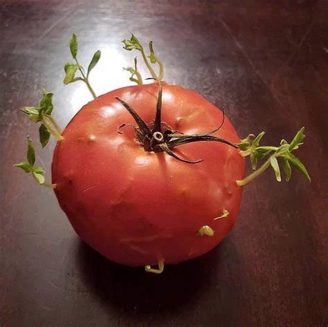 Seedlings Sprouting From A Tomato Seeds Germinating Inside A Tomato Is