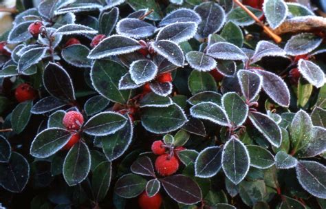 Gaultheria Procumbens Macrocarpa Creeping Wintergreen This Superb