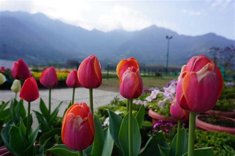 Tulip Festival In Srinagar 2024 Dates Venue Ticket Price Holidify