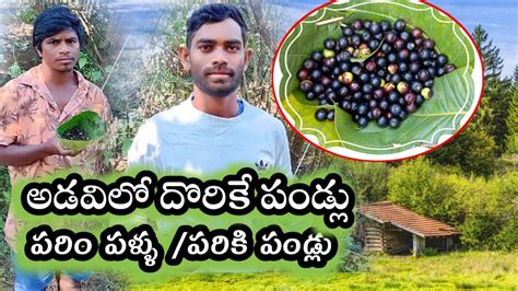 Parim Pallupariki Pandlutribal Wild Fruits Telugutelugu Youtube