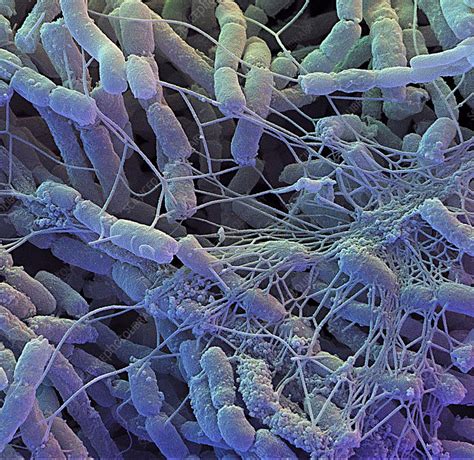Streptomyces Bacteria Sem Stock Image B2400032 Science Photo