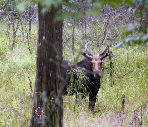 Bull Moose early July #Moose #MaineMoose | Bull moose, Moose, Maine