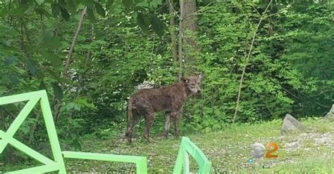 Wild Coyote Again Scares Westchester County Cbs New York