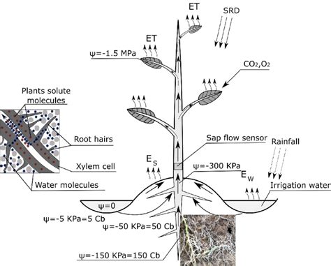 soybean plant water uptake sap flow movement and evapotranspiration download scientific