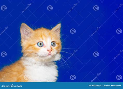 A Small Red Kitten With Blue Eyes Looks To The Side On A Blue