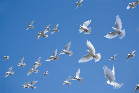 3 Unique Benefits Of Funeral Dove Releases A Sign Of Peace White Dove