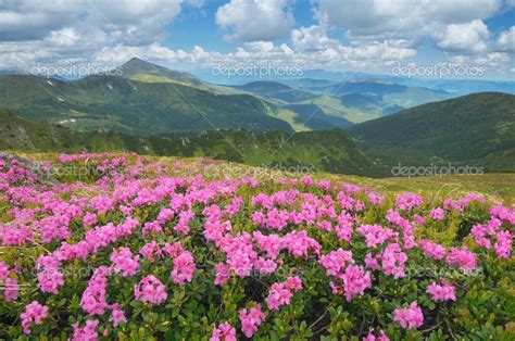 Blooming Rhododendron Bushes In The Mountains Stock Photo By ©kotenko