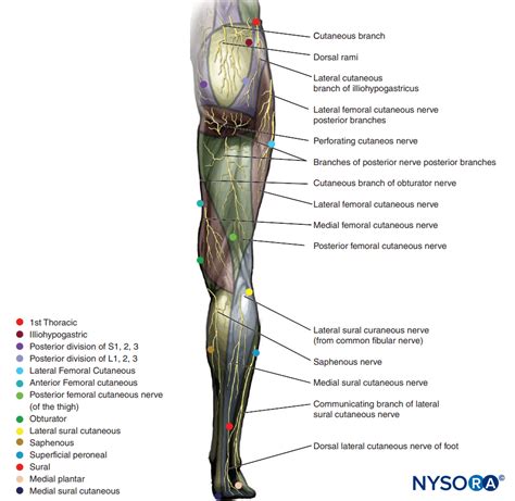 Cutaneous Nerve Blocks Of The Lower Extremity Nysora