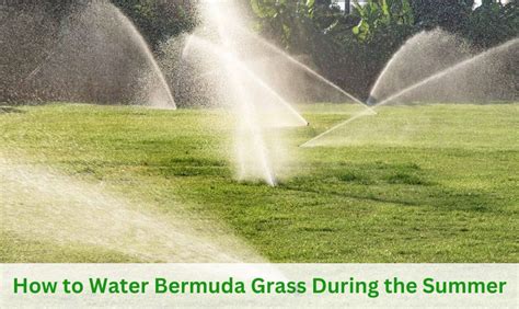 How To Water Bermuda Grass During The Summer