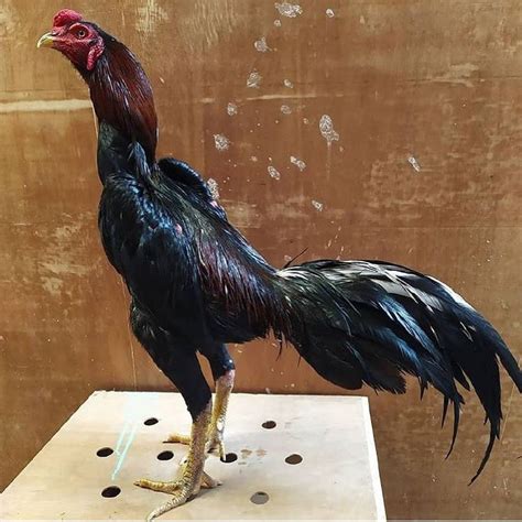 A Black And Red Rooster Standing On Top Of A Wooden Block In Front Of A Brown Wall