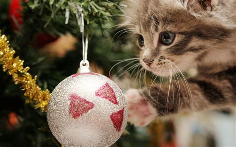 Christmas Kitten Wallpaper 67 Pictures