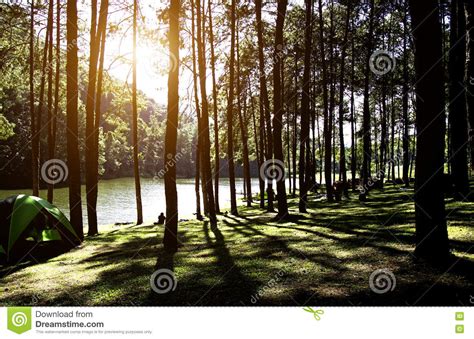 Sun Rise At Pang Ung Pine Forest Stock Image Image Of Relax Lake