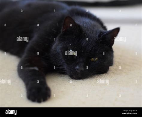 Close Up Of Black Cat With Green Eyes Stock Photo Alamy
