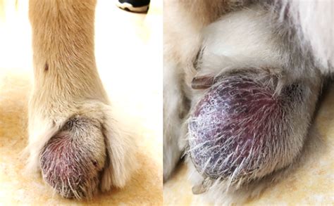 Canine Malignant Melanoma Inner Side Of Third Toe On Left Hind Limb