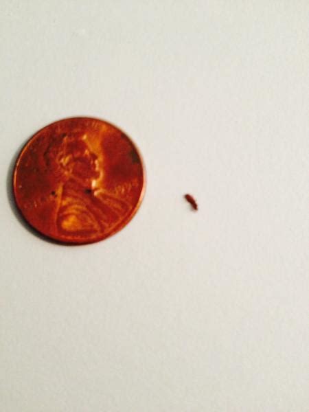 My 4 year old daughter had multiple bites on her ankles and i was determined to never let that happen again. Type of bug and how to get rid of? - DoItYourself.com ...