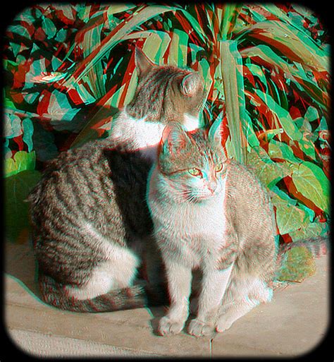 You Need Redcyan Glasses Cats Anaglyph 3d اناگلیف Flickr