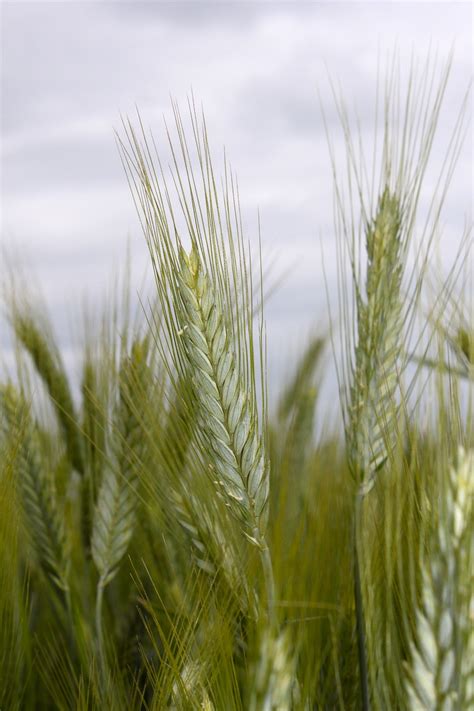 Cornfield Wheat Spike Grain Free Photo On Pixabay Pixabay