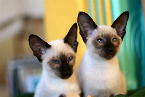 8 Tipos De Gatos Siameses Cat Pictures