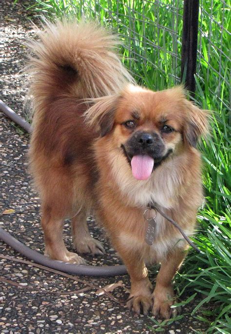 tibetan spaniel dog breed pictures information temperament characteristics animals breeds