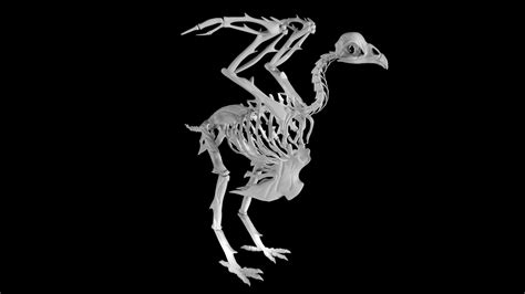 Chicken Skeleton 3d Turbosquid 1890643