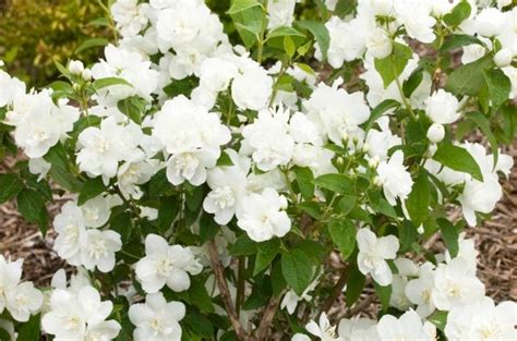 It is best known for its all have a summer bloom time; Top 10 Summer Flowering Shrubs - Birds and Blooms