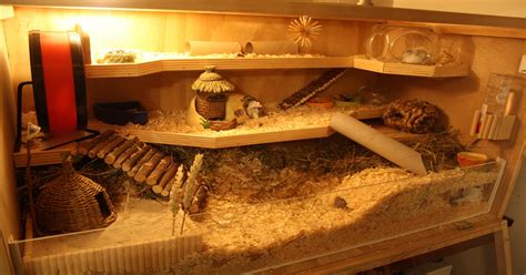 See more ideas about hamster diy, hamster diy cage, hamster. 3 floor hamster cage. homemade! : hamsters