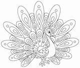 Coloring Peacocks Simple Printable Children Adult Justcolor sketch template