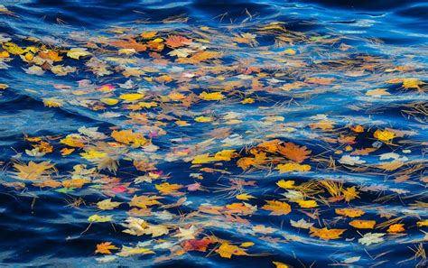 Wallpaper Sunlight Painting Leaves Sea Water Nature Reflection