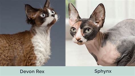Devon Rex Cat Vs Sphynx Cat Pictures Differences And Which To Choose