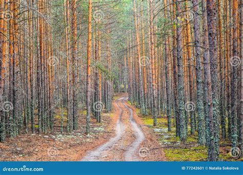 Road In The Dense Pine Forest Stock Image Image Of Russia Shining