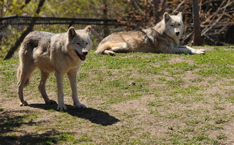 Canis Lupus 101 Gray Wolves Return To Menominee Park Zoo Wi