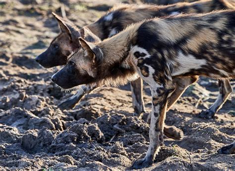 Can Feral Dogs Be Domesticated