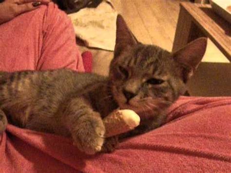 Why is ice cream bad for cats? Cat eating ice cream - YouTube