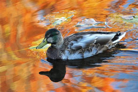 Autumn Duck Smithsonian Photo Contest Smithsonian Magazine