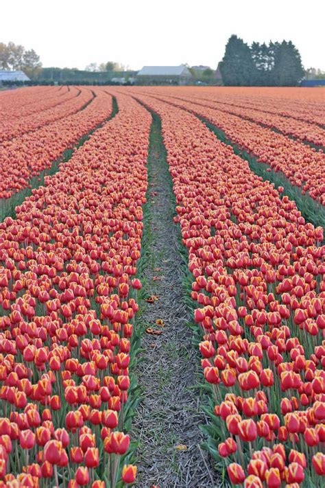 Tulp Denmark Is A Popular Tulip That Is Loved Because Of Its Bright Red