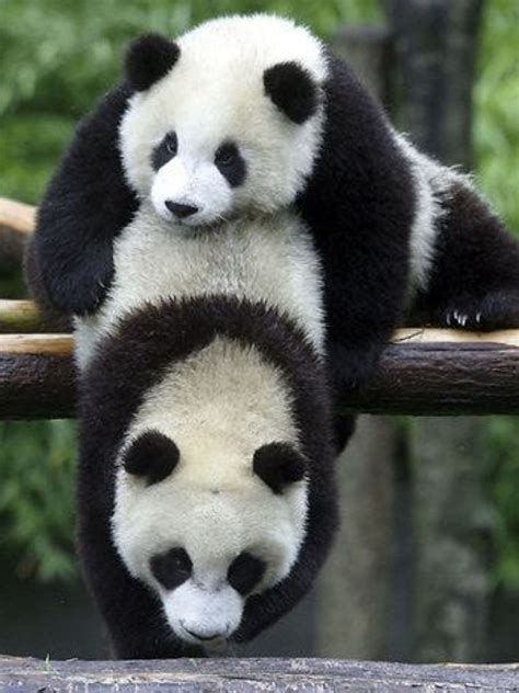 Wait Mom I Need More Hugs Panda Bear Panda Panda Love