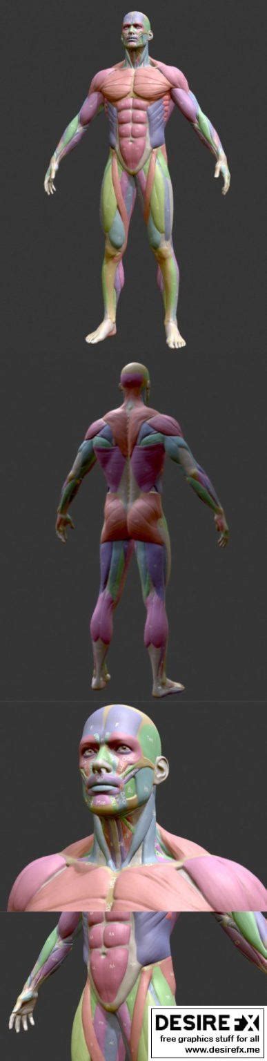 Desire FX 3d models Écorché Male Musclenames Anatomy 3D Model