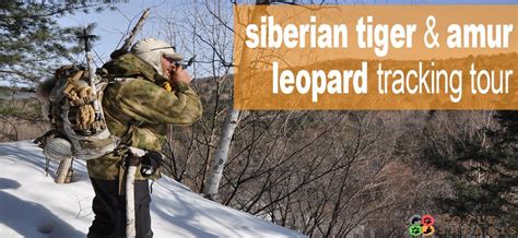 Siberian Tiger And Amur Leopard Tracking Tour Royle Safaris