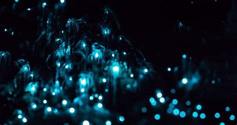 Glow Warm Cave  Waitomo Caves Glow Worm Cave New Zealand