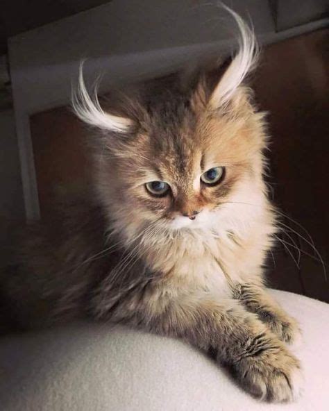 The Fluffiest Of Fluffy Ears Beautiful Cats Kittens Cutest Cute Cats