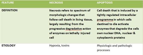 Differences Between Necrosis And Apoptosis Histopathologyguru