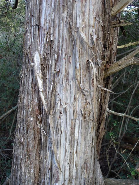Identifying Eastern Red Cedar