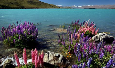 Purple And Pink Petaled Flower Near White Rock Surrounded By Water