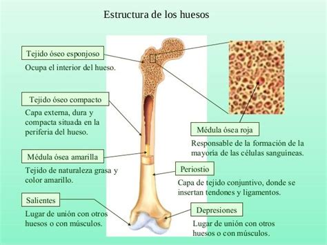 Estructura De Los Huesos Lugar De Unión Con Otros Huesos O Con Músculos