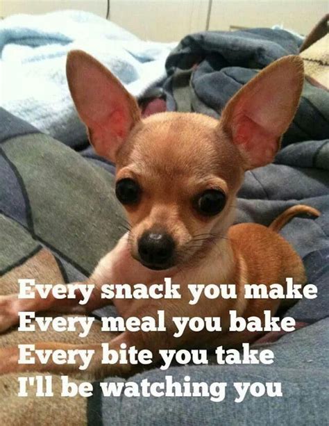 Don't forget to confirm subscription in your email. #dog #Chi #chihuahua #quote #funny | Cute chihuahua, Funny animals, Dogs