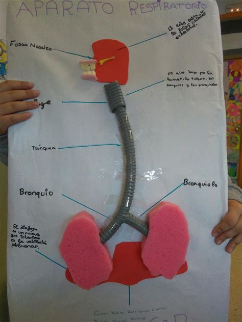 Maquetas Y Arte Aparato Respiratorio Aparato Respiratorio Maqueta Porn Sex Picture