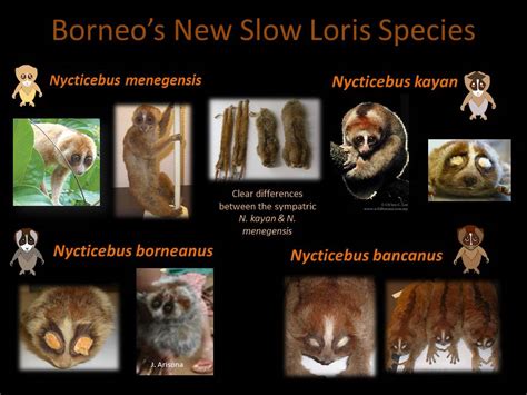 Species New To Science Primatology 2013 Taxonomy Of The Bornean